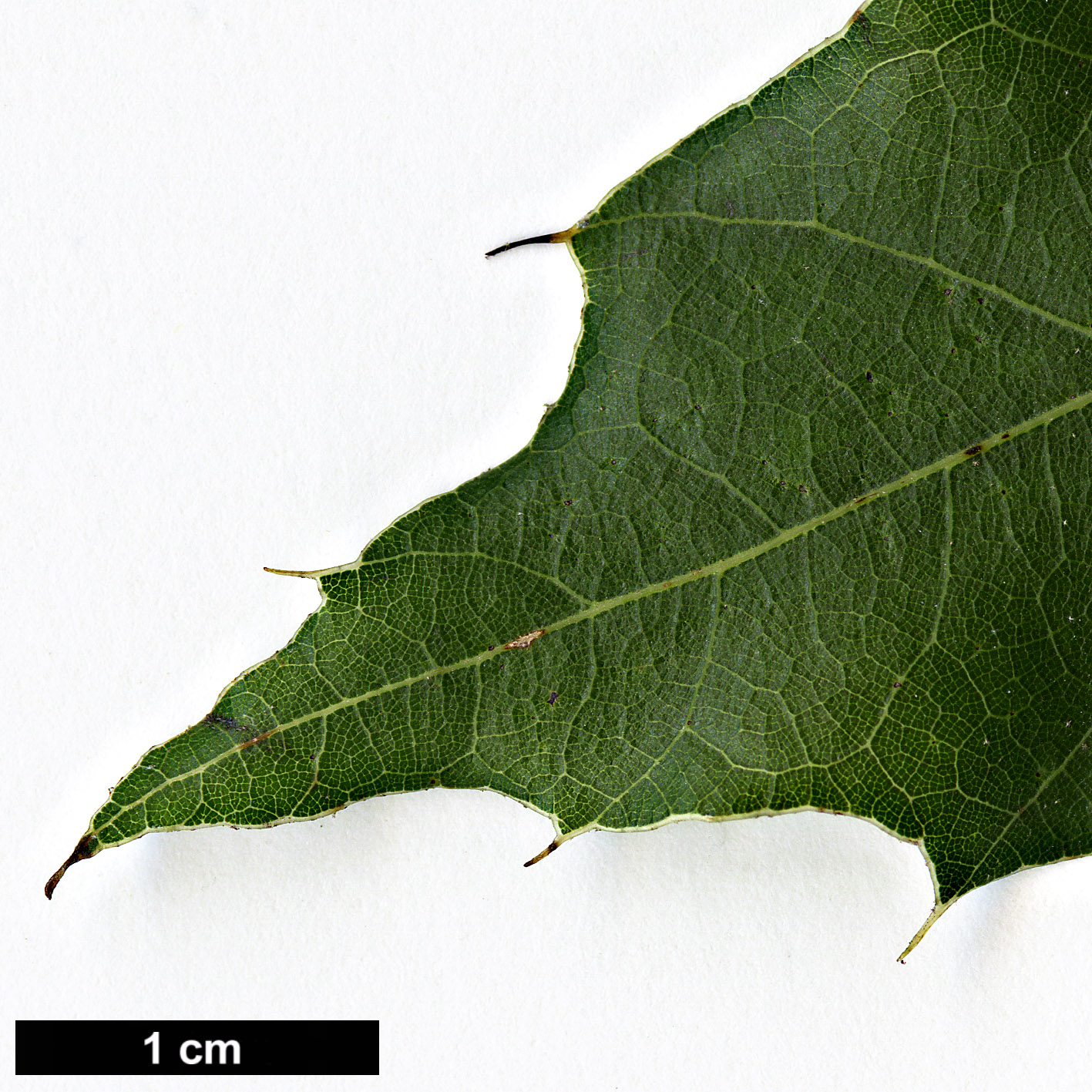 High resolution image: Family: Fagaceae - Genus: Quercus - Taxon: cortesii